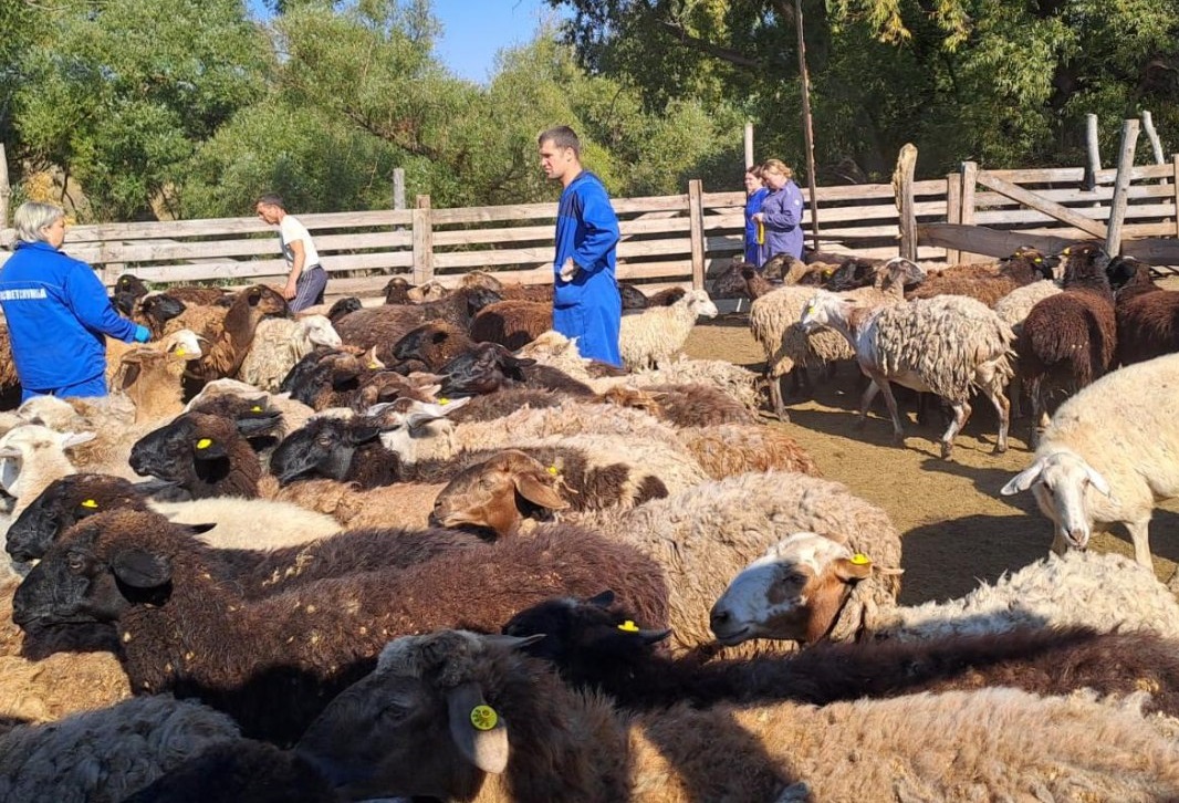 Стадо овец-нелегалов обнаружили в саратовском селе
